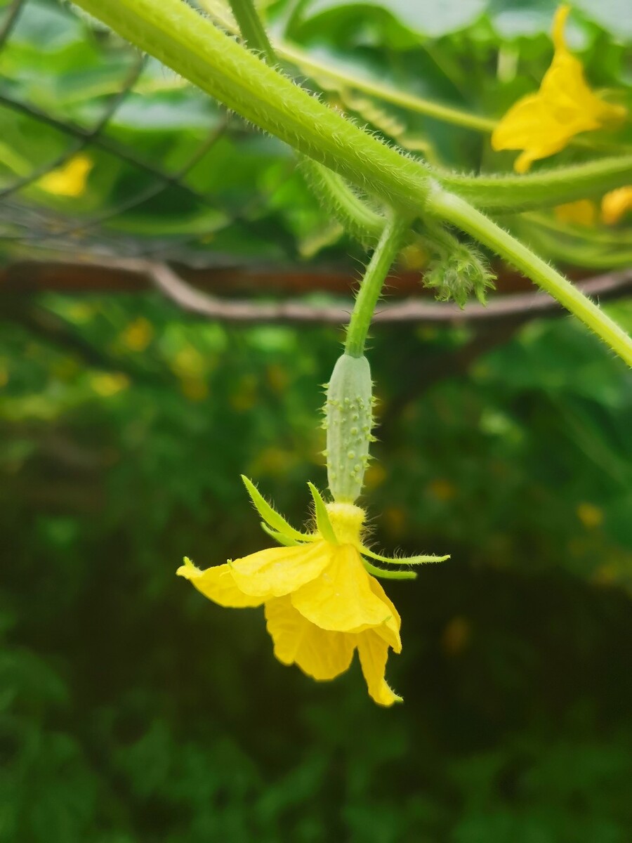 草莓黄瓜蜜桃视频app下载草莓黄瓜蜜桃视频APP下载体验-第2张图片