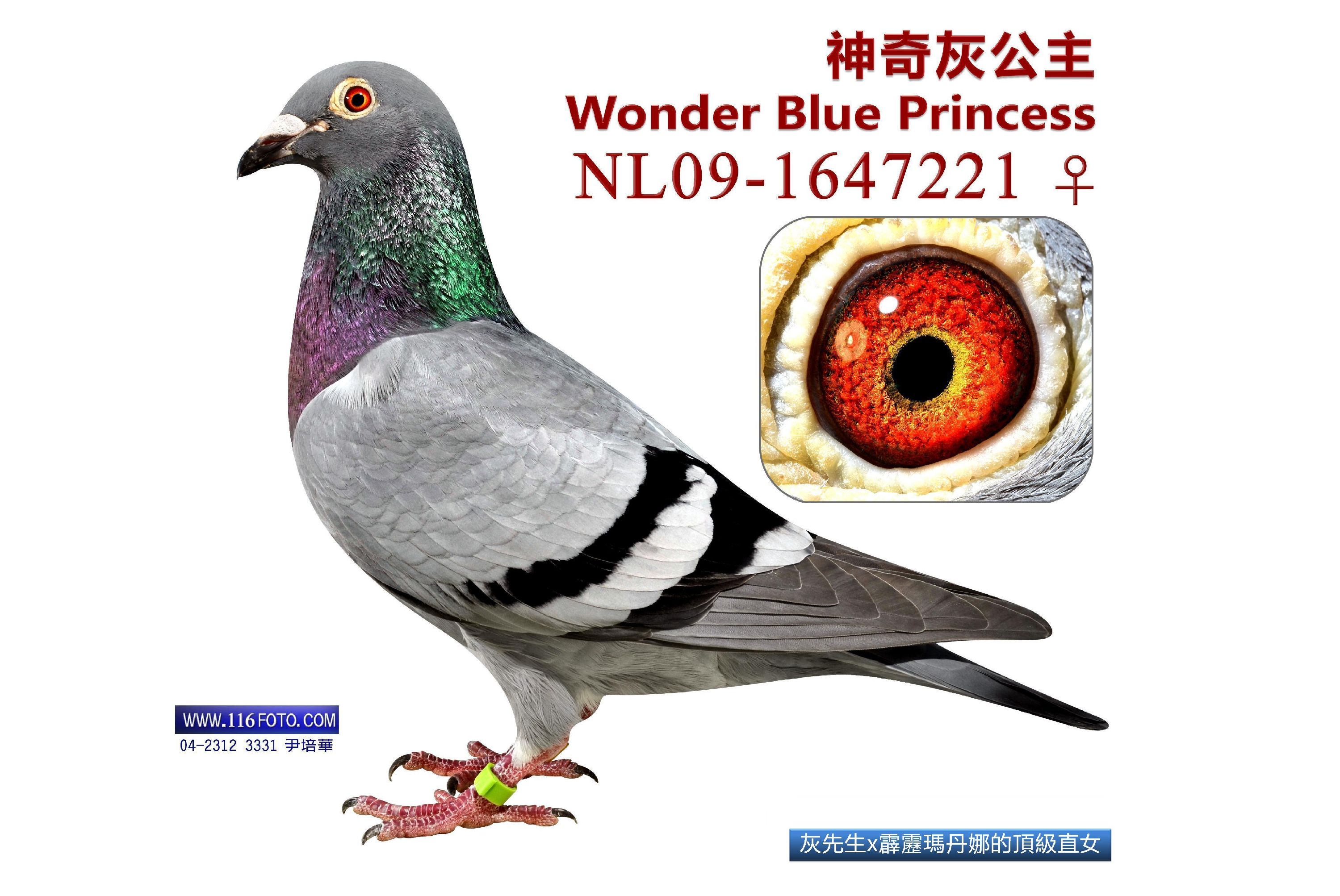 凯尔丹纳斯的遗产怎么做凯尔丹纳斯遗产，历史与传承