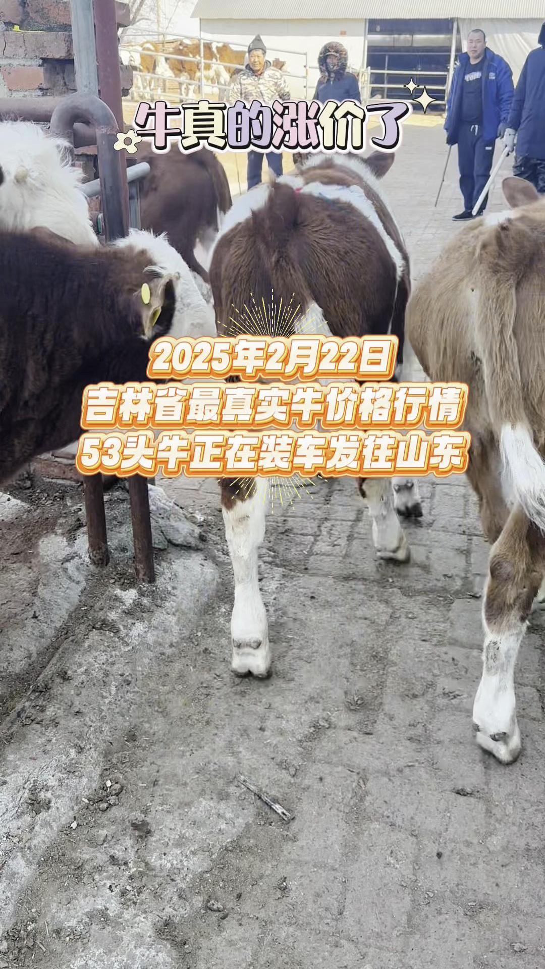 一起牛吧微信公众号一起牛吧，探索牛业发展的新篇章