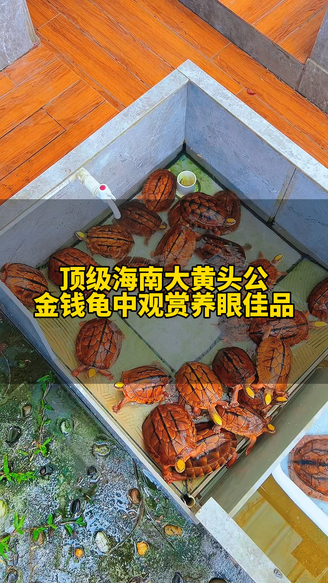 金钱龟最新价格金钱龟最新价格分析-第1张图片