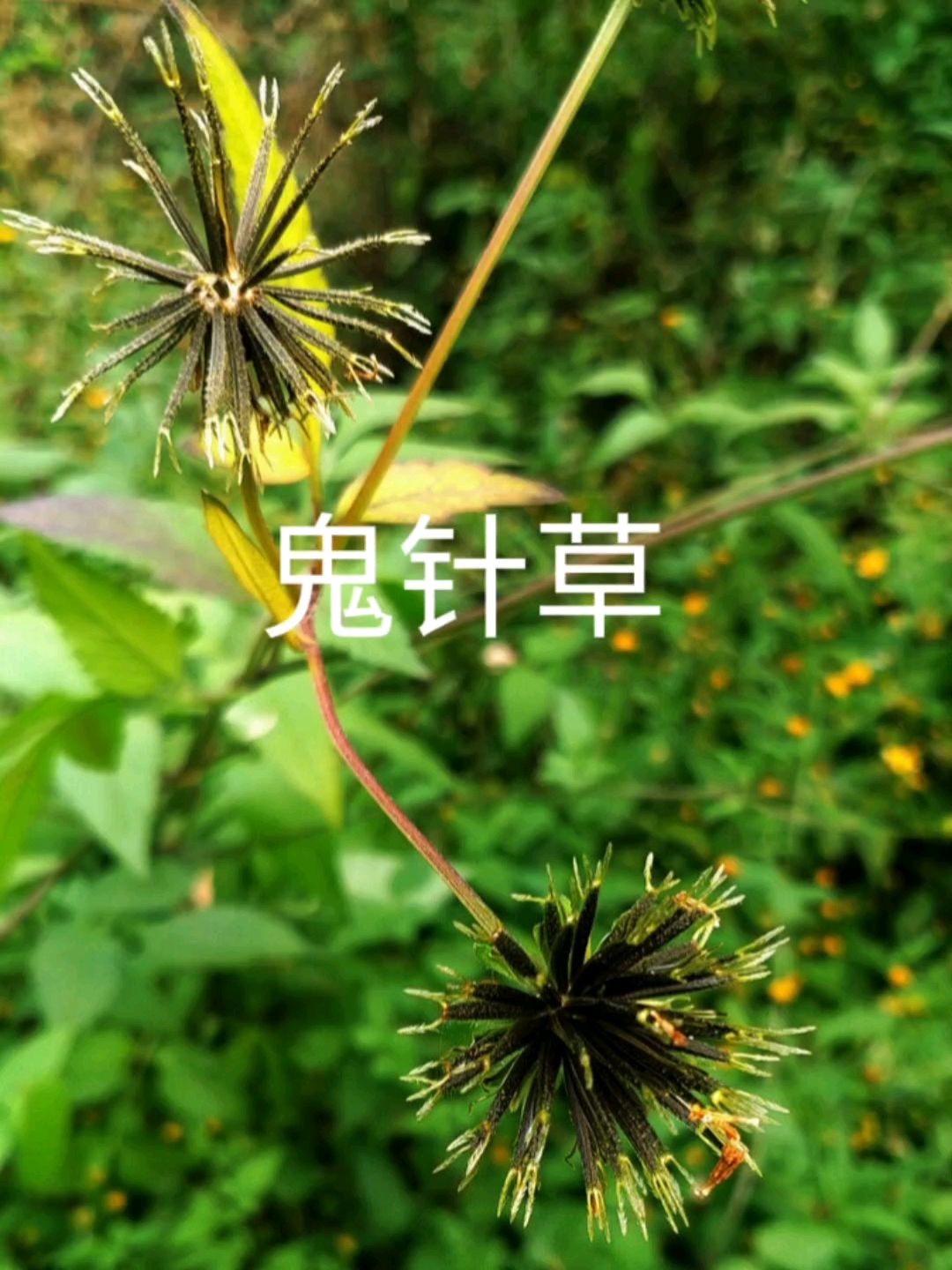 草名字大全 名称大全草名之美-第3张图片