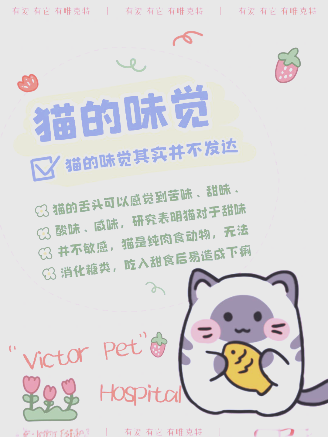 猫网，探索网络世界的奇妙世界-第2张图片