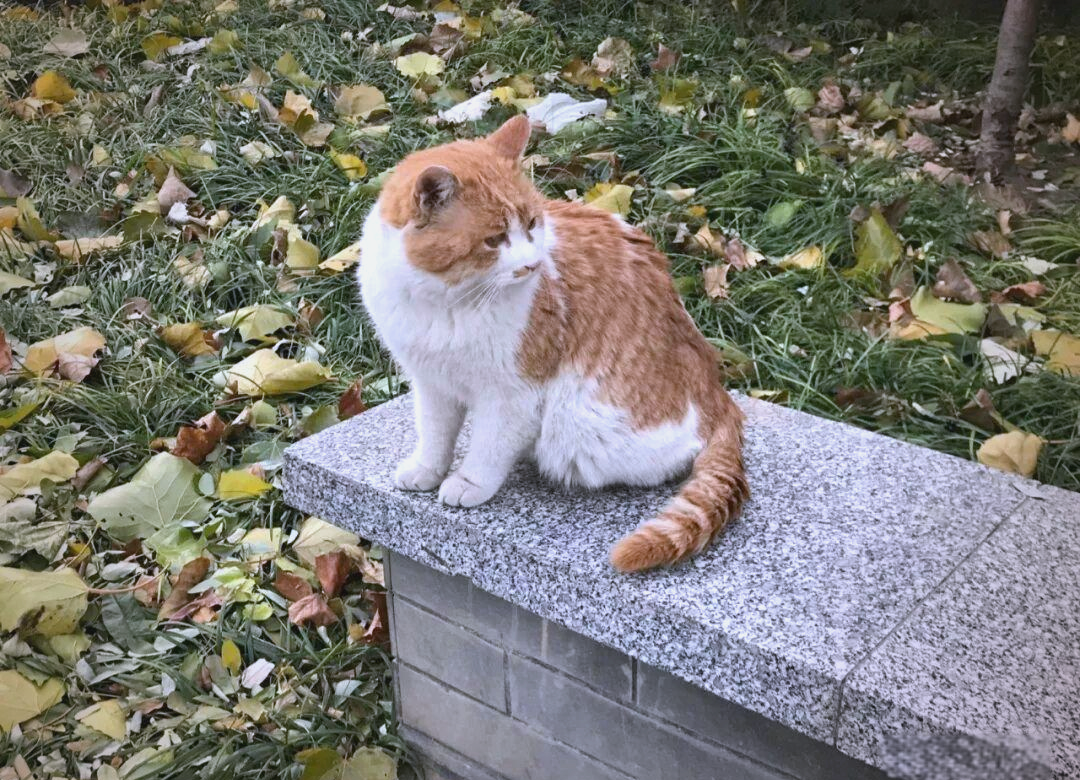 猫咪社区在线资源-第2张图片