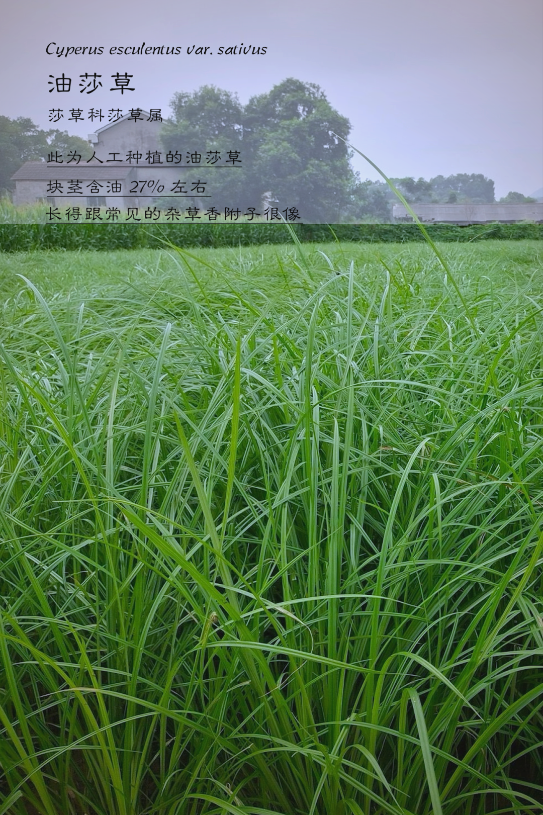草榴是一种常见的植物，属于豆科植物。它的形态特征和生长环境如下