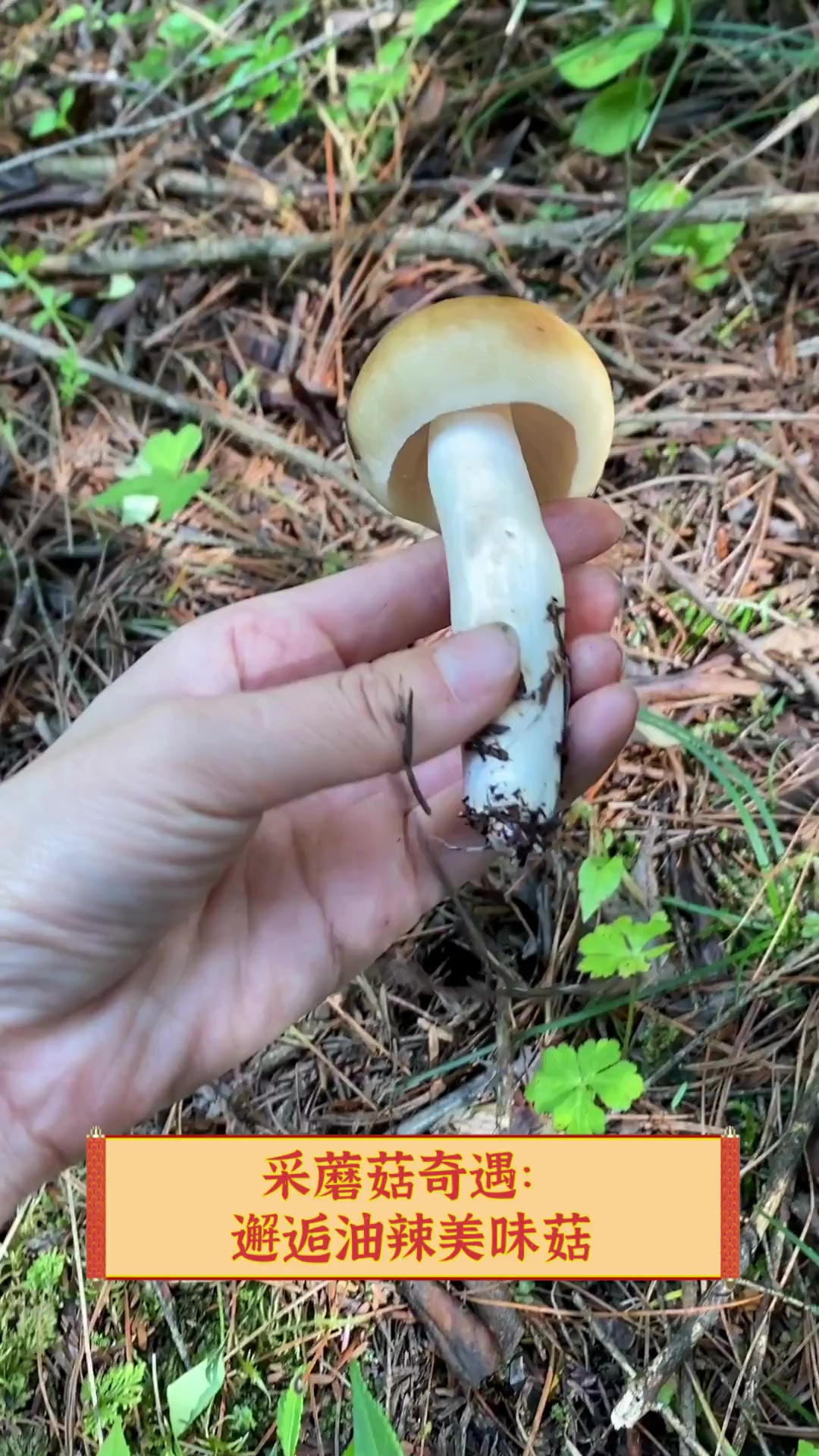 一个吃上面一个吃下蘑菇视频一个吃上的故事，品味美食与生活的交织