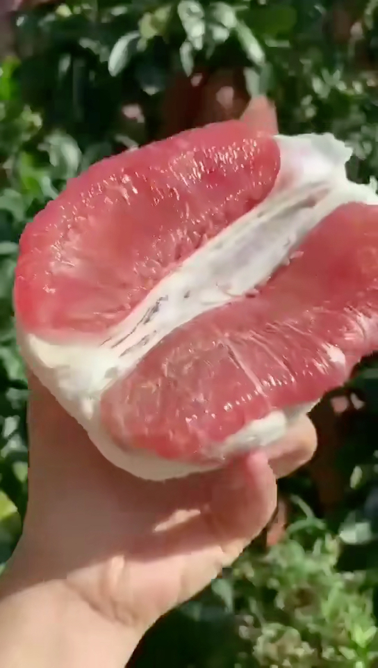 蜜柚视频APP下蜜柚视频APP，探索视频新世界