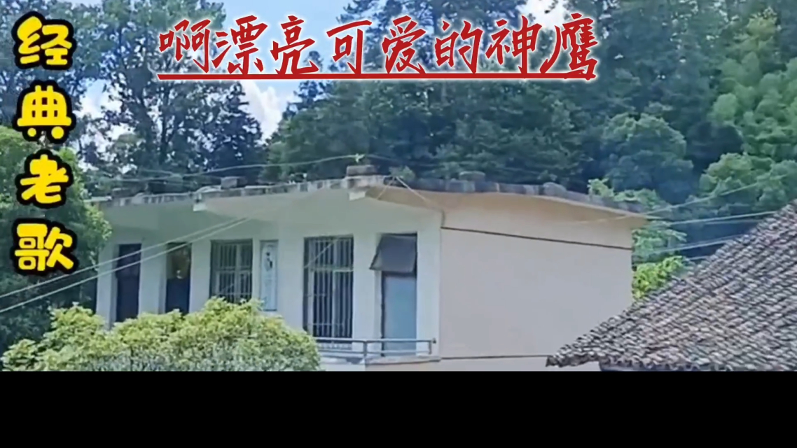 神鹰权威心水论坛神鹰权威心水论坛，探寻权威与心水的交汇之地-第1张图片