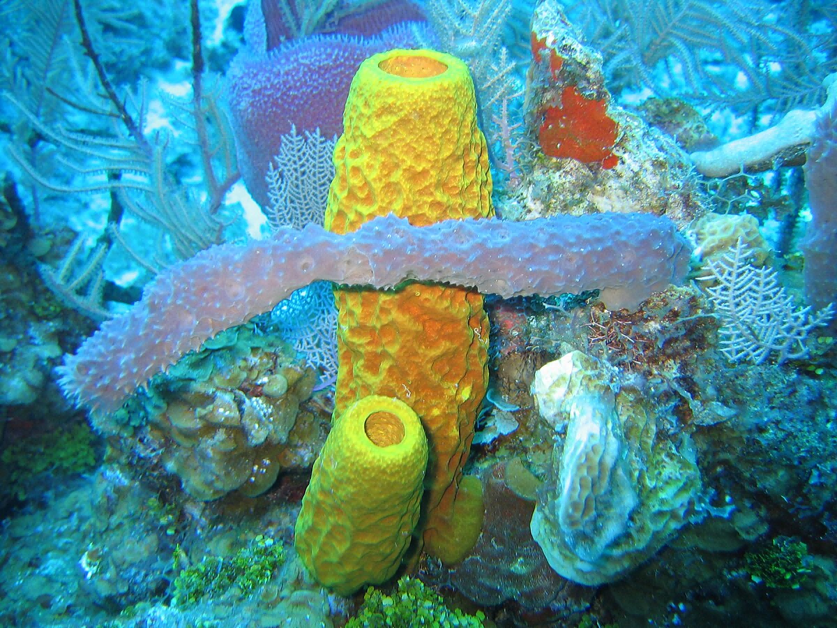 大彩鲸大彩鲸，神秘的海洋生物-第3张图片