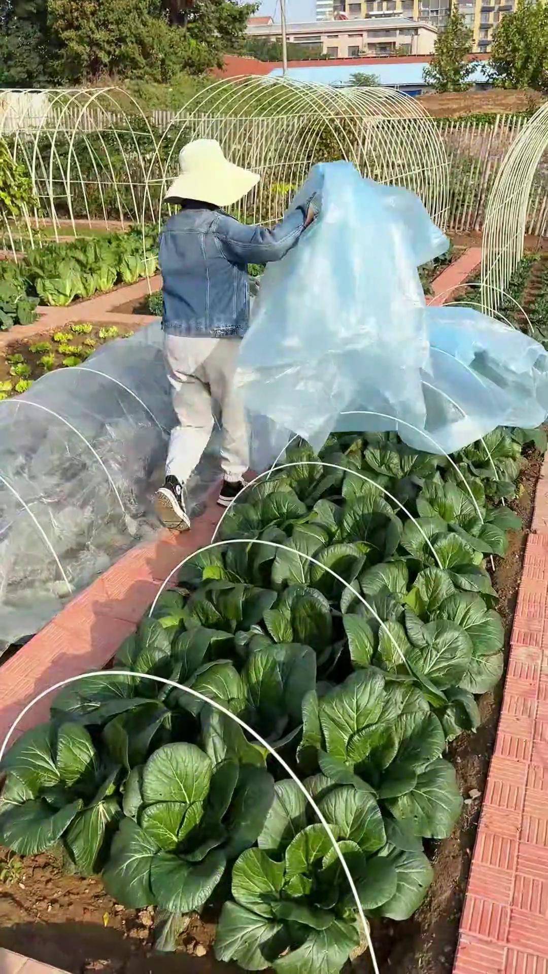 天南铜都青年棚大棚秋棚查棚照天南铜都青年棚大棚秋棚