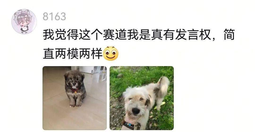 狗狗太大了我有点接受不了电影狗狗太大了我有点接受不了-第2张图片