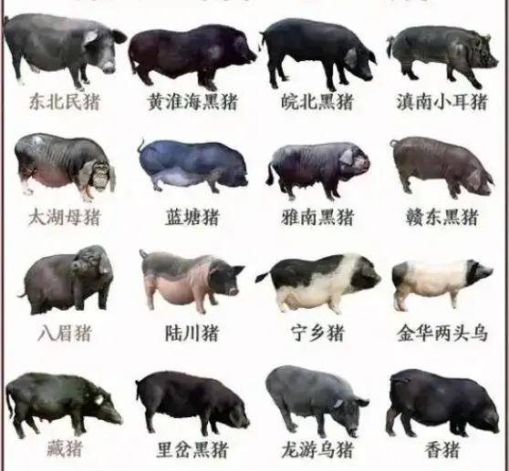 人和种猪人与种猪，共生共融的未来