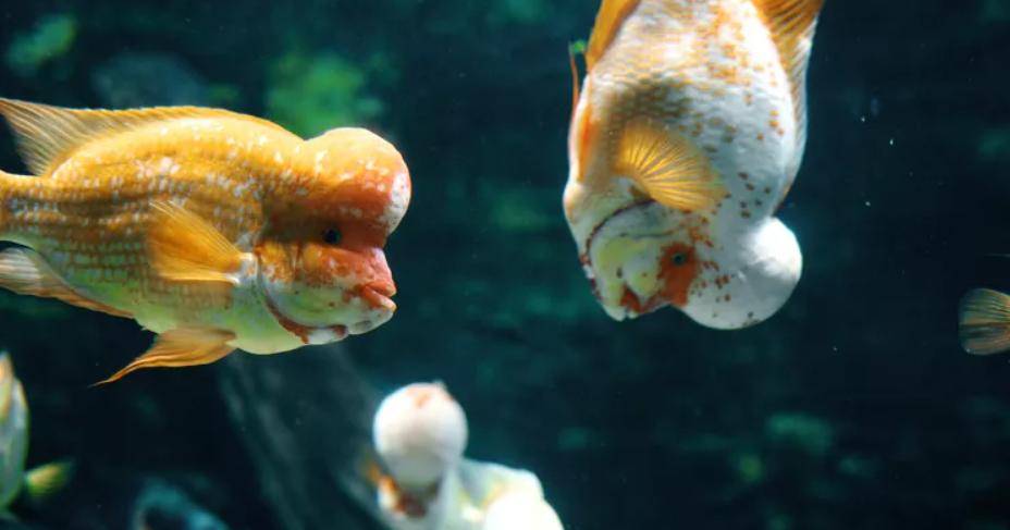怪怪水族箱中文版