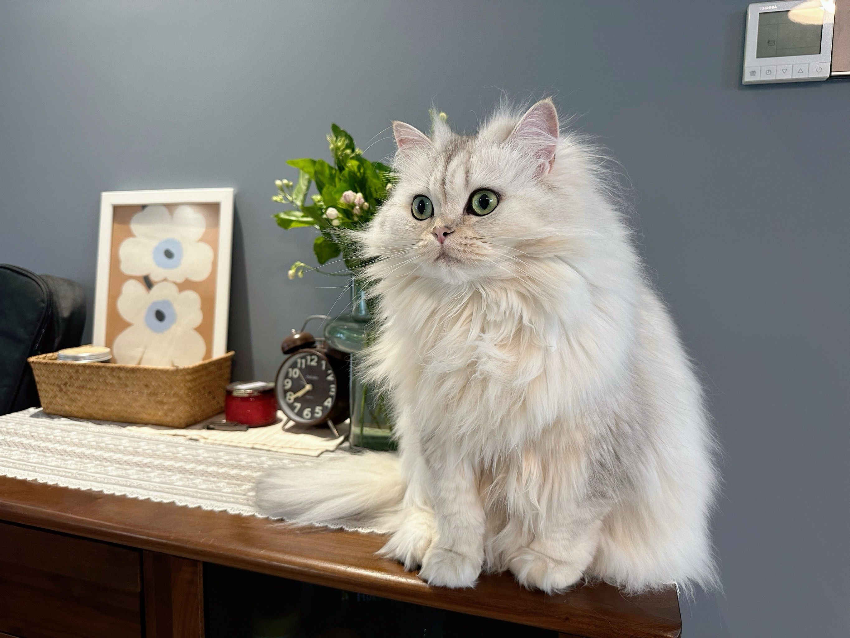 猫小魅猫小魅，神秘而可爱的猫咪-第3张图片