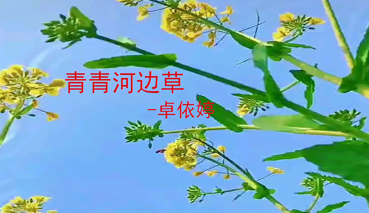 青青河边草免费观看完整版高清青青之韵-第1张图片