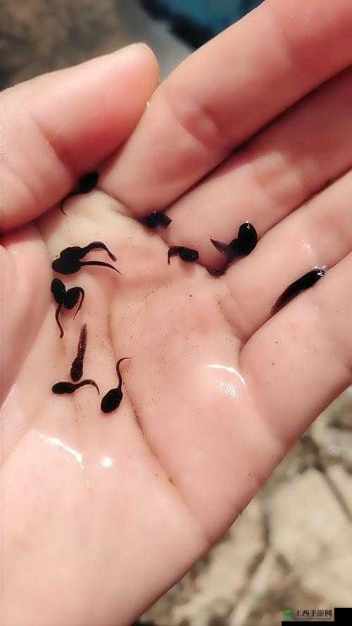 小蝌蚪免费观看在线视频-第3张图片