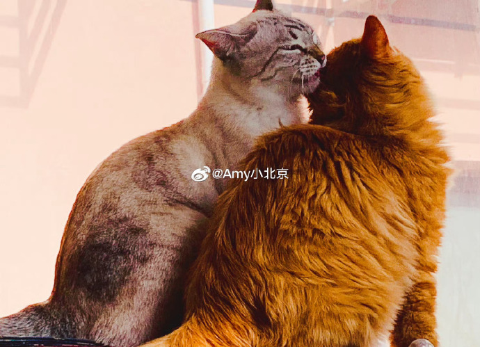 朋友的母亲完整有限中字木朋友的母亲——一位完整有限的存在-第3张图片