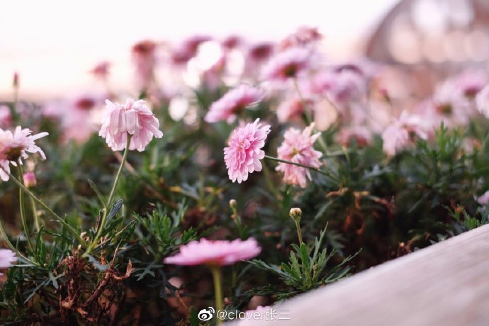 魅力研习社冰火两重天，探索知识与热情的双重魅力