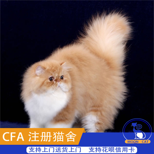 明教波斯猫任务明教波斯猫任务攻略