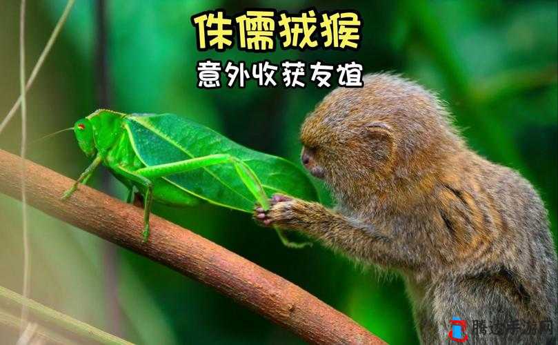 最新美国ZOOM动物欢迎你