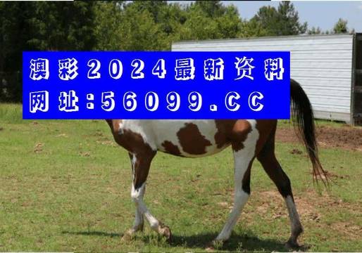 澳门四不像论坛www961212澳门四不像论坛，探索多元文化与交流平台