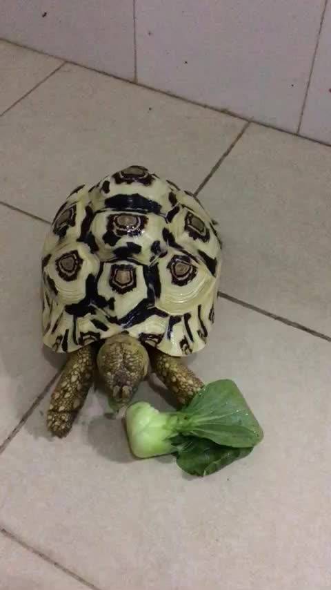 欧美之性风波，猪与Z00人的性探索