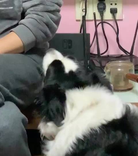 香蕉视频污污在线观看，探索色情内容的边界-第1张图片