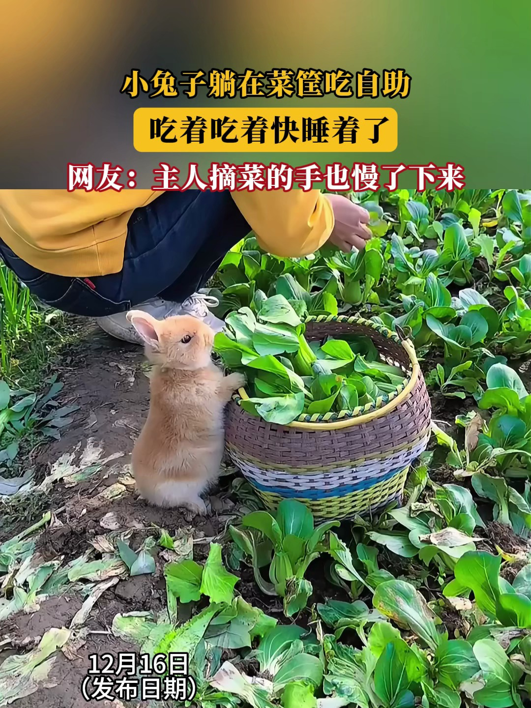 男朋友想吃我的小兔子什么意思男朋友想吃我的小兔子-第1张图片