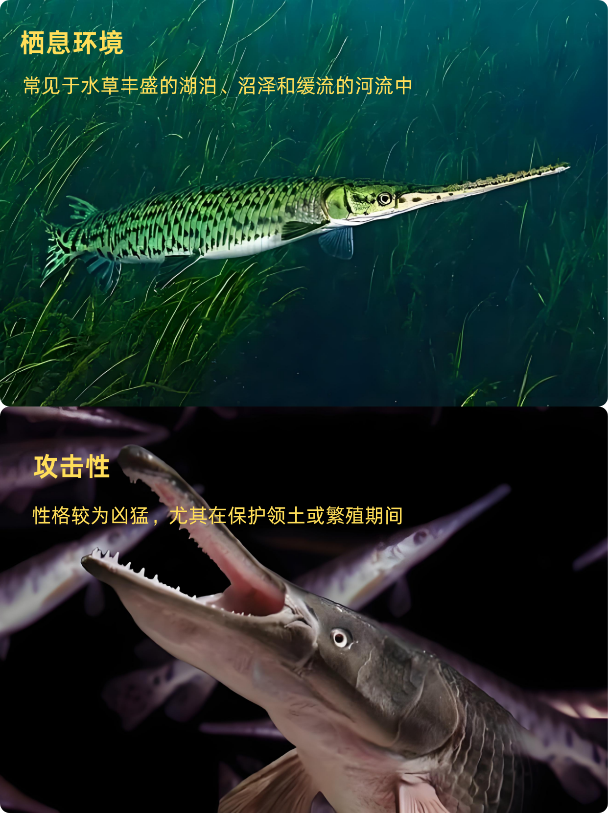 鳄鱼上单怕什么英雄鳄鱼上单，独特的战斗策略与技巧