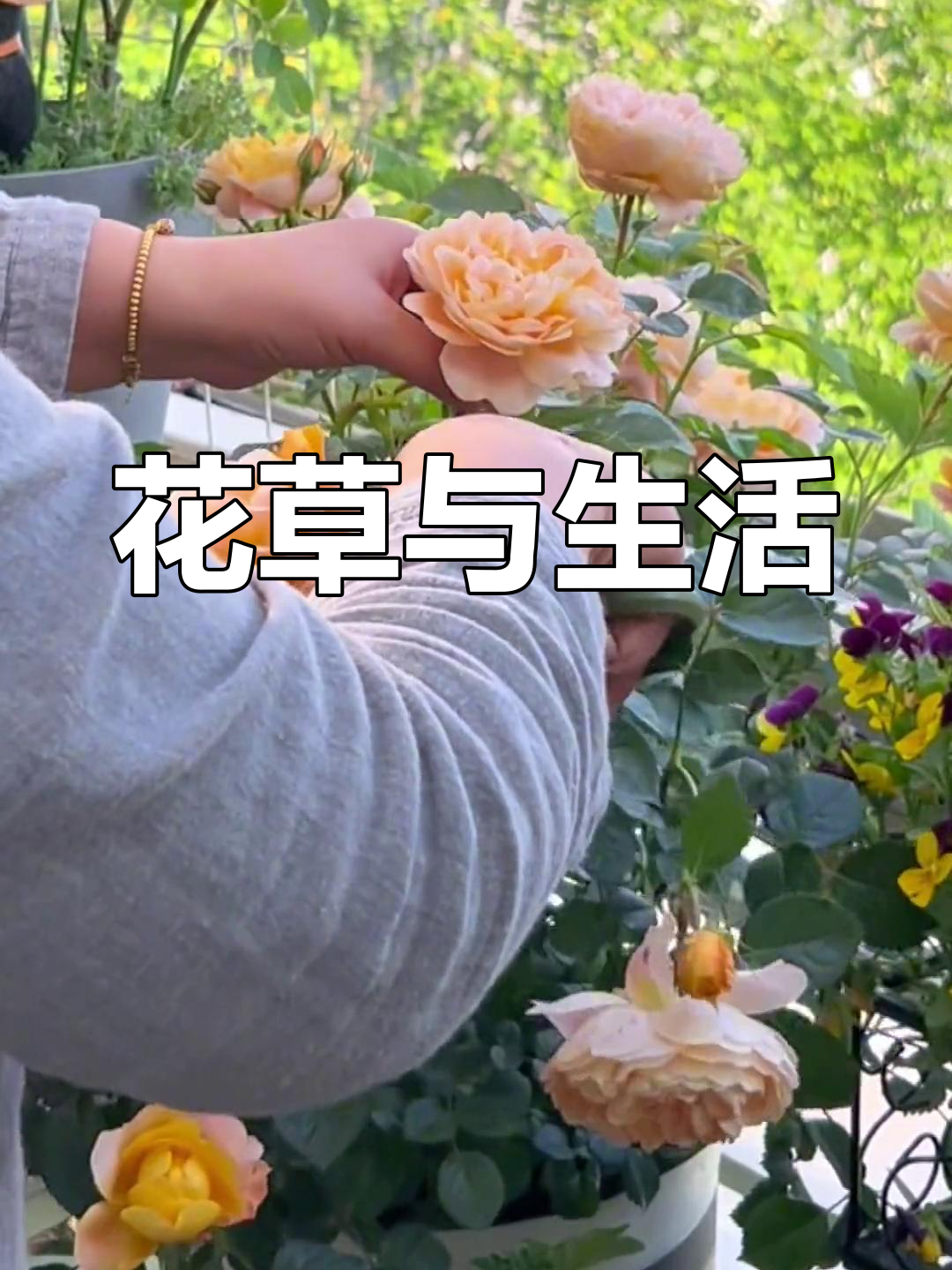 知花什么意思知花メイサ，花卉与生活的奇妙交融
