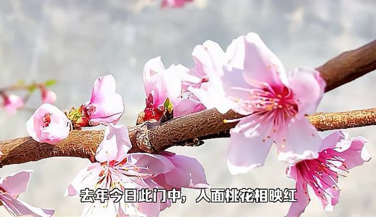 桃花视频在线观看免费播放-第1张图片