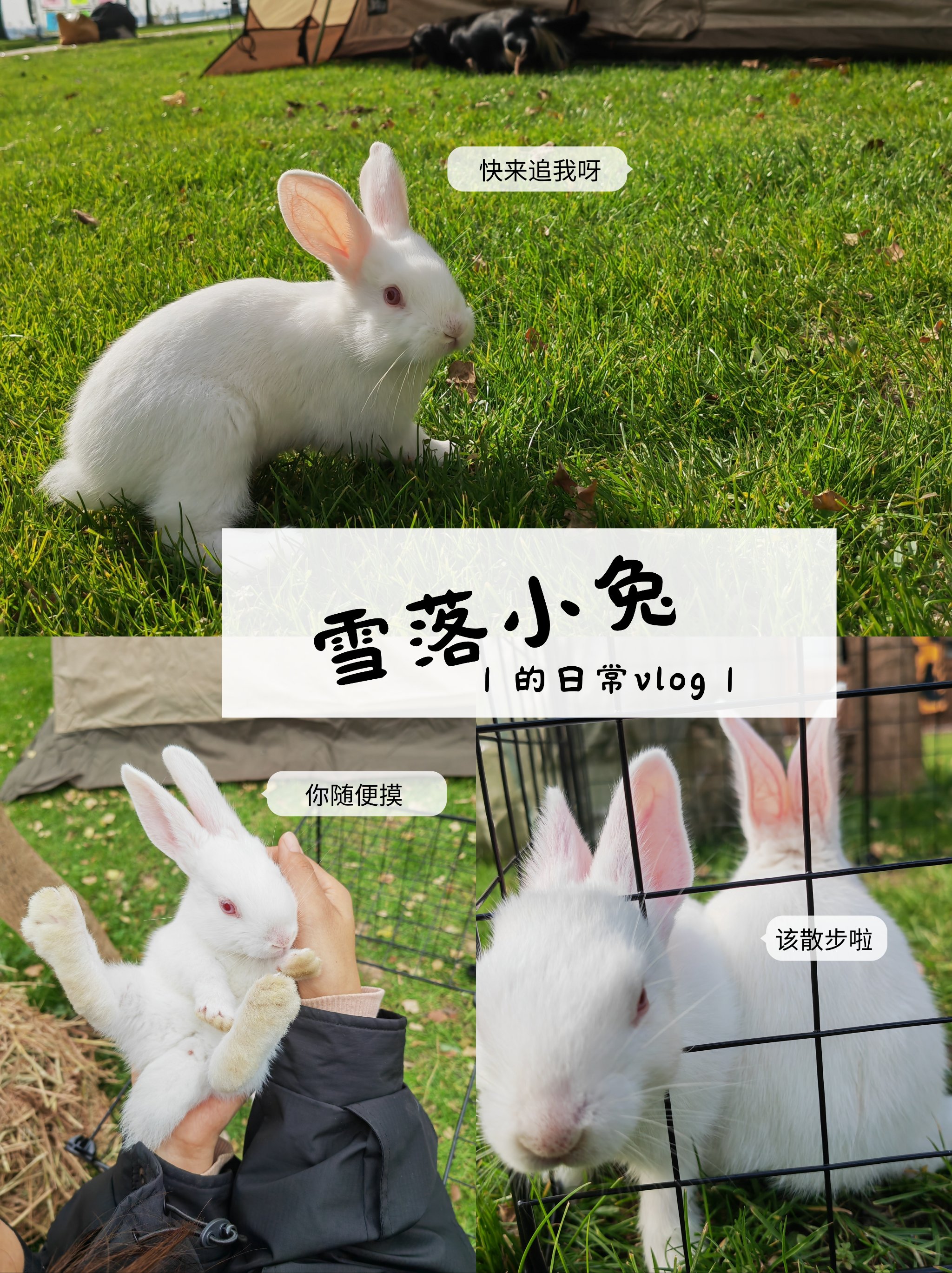 为什么男生喜欢摸小兔兔