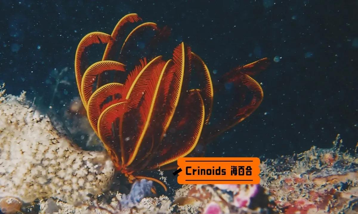七夜娃娃七夜娃娃，神秘生物的探索之旅-第1张图片