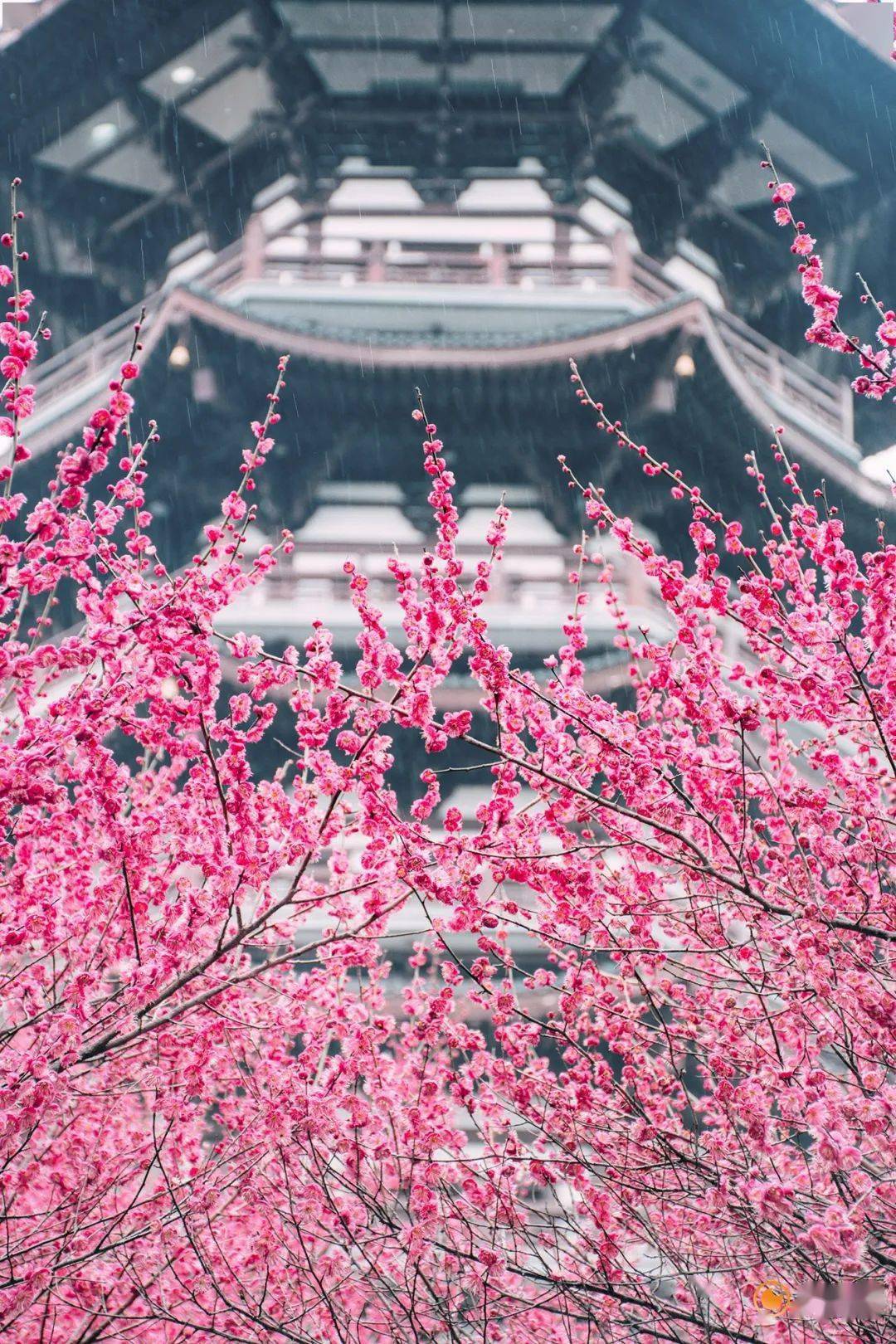 梅花视频app换成什么名字了梅花视频，探寻自然之美-第1张图片