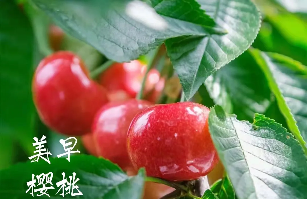 樱桃APP最新版下载方法樱桃APP最新版下载方法-第3张图片