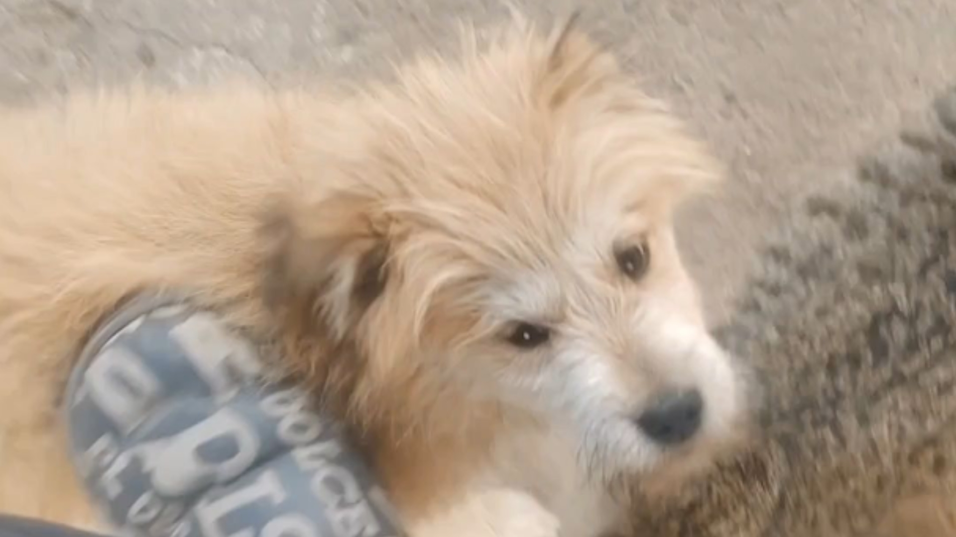 狗狗太快了我有点接受不了狗狗太快了我有点接受不了