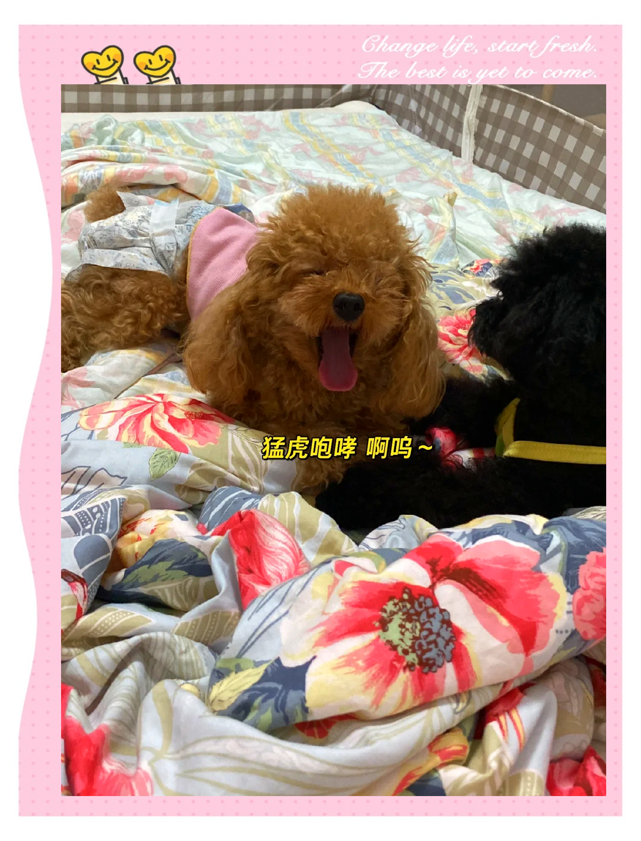 与狗狗的真实体验