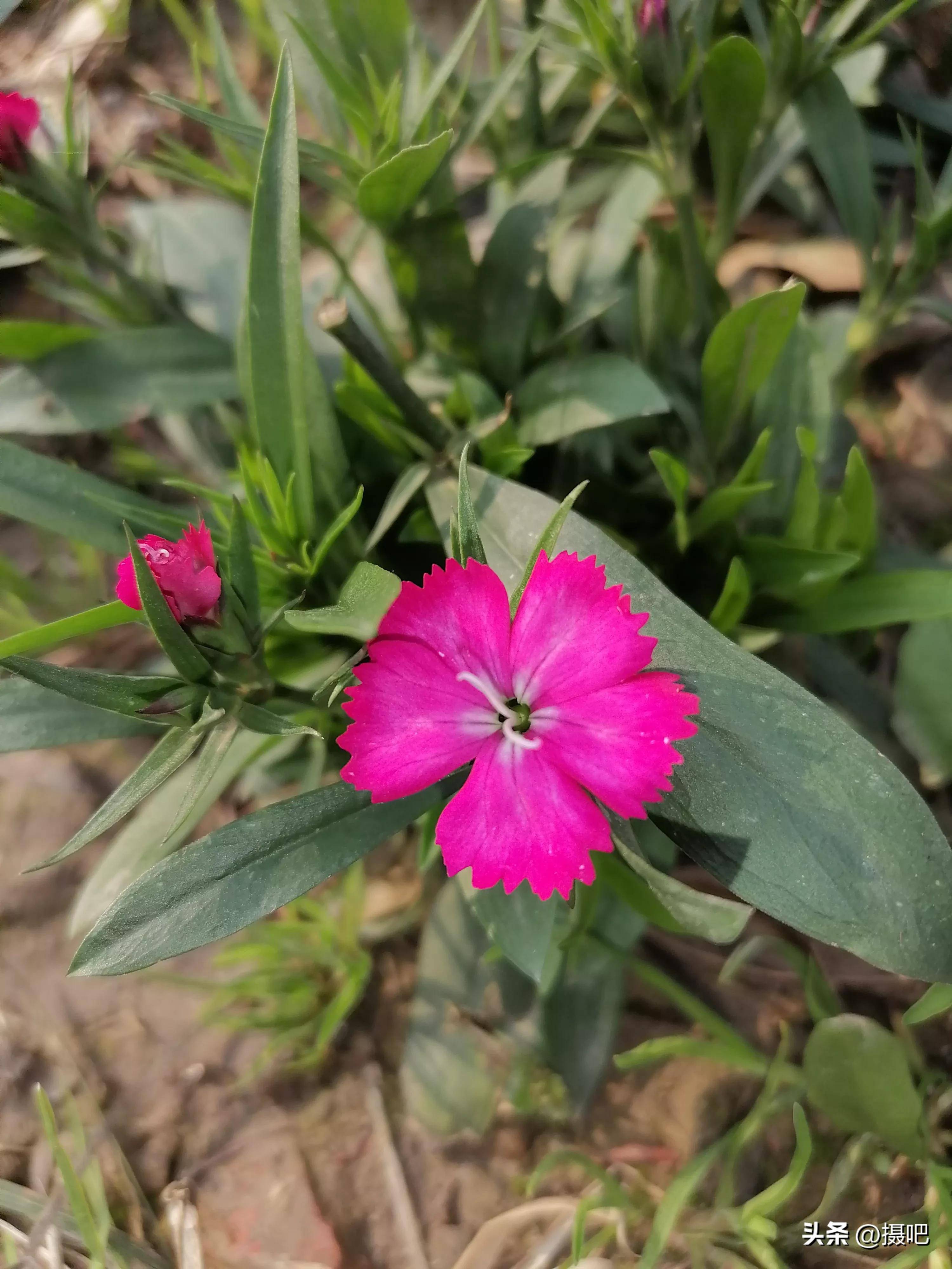 花蝴蝶免费高清直播在线花蝴蝶免费高清WWW-第2张图片