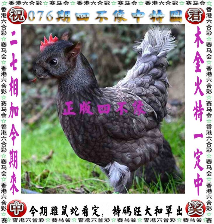 黄大仙精选，肖码之谜
