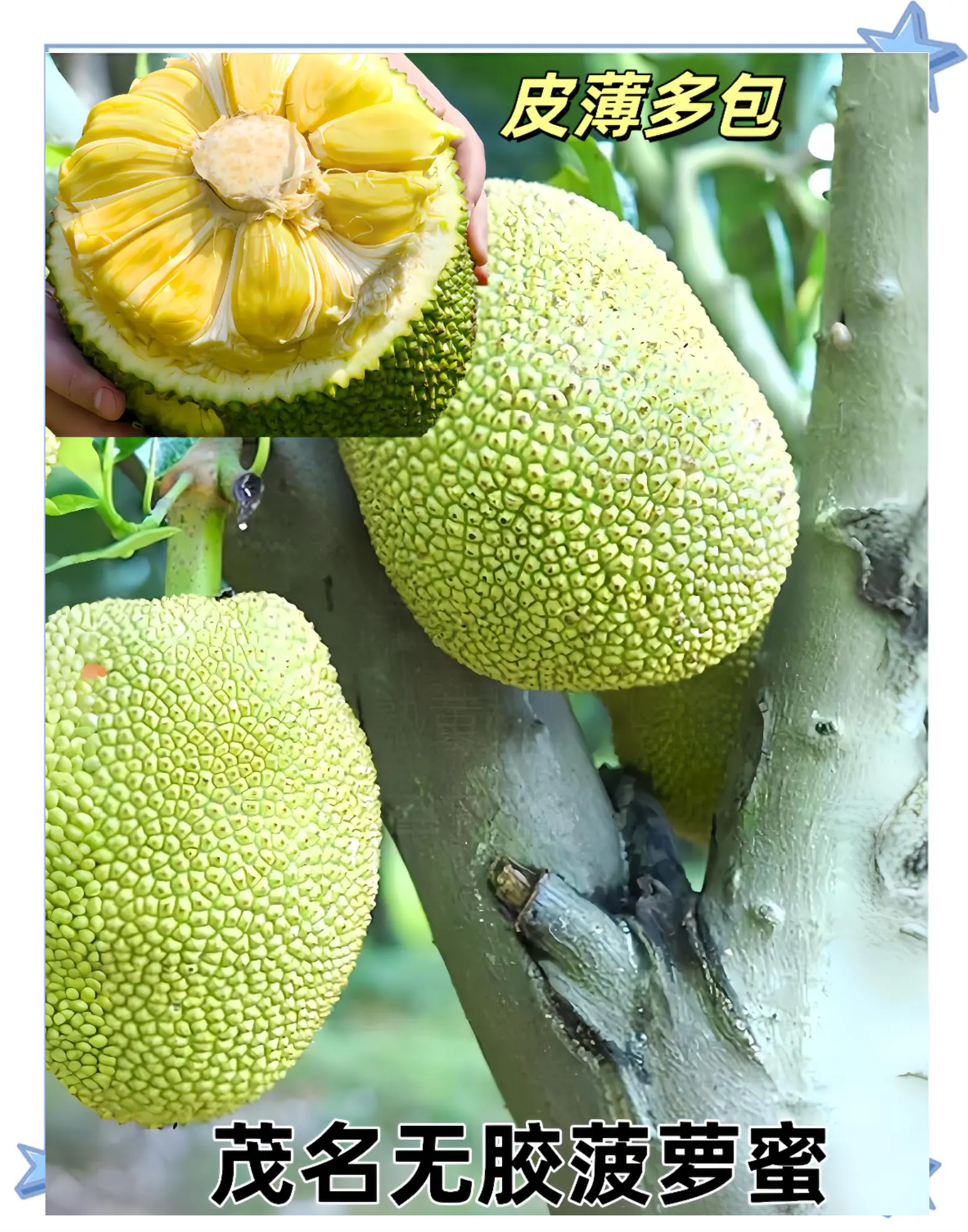 菠萝菠萝蜜高清观看视频