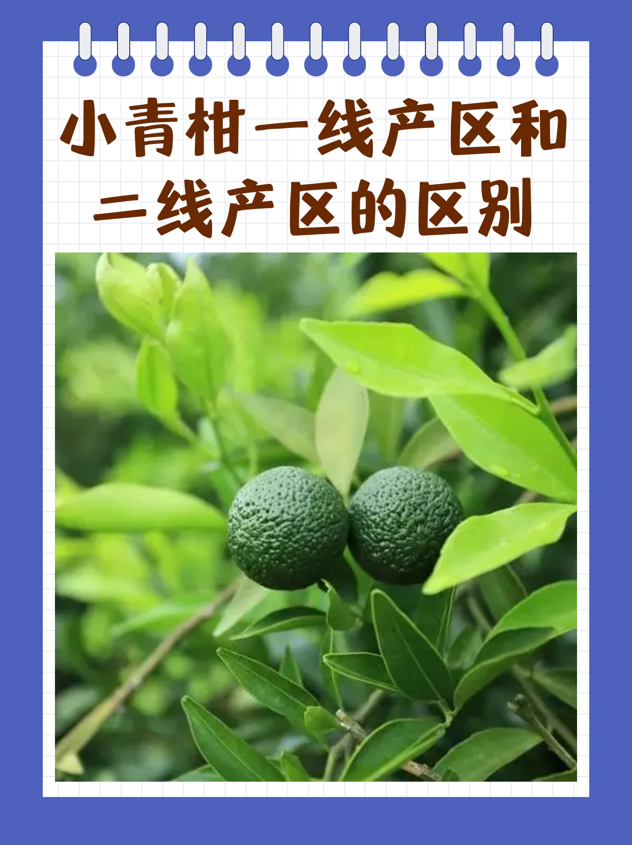 亚洲一线产区二线产区三线产区亚洲一线产区与二线产区概览-第1张图片