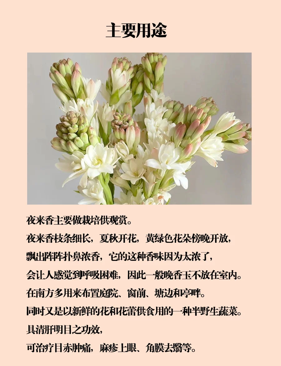 夜来香论坛夜来香论坛，探索网络交流的新天地