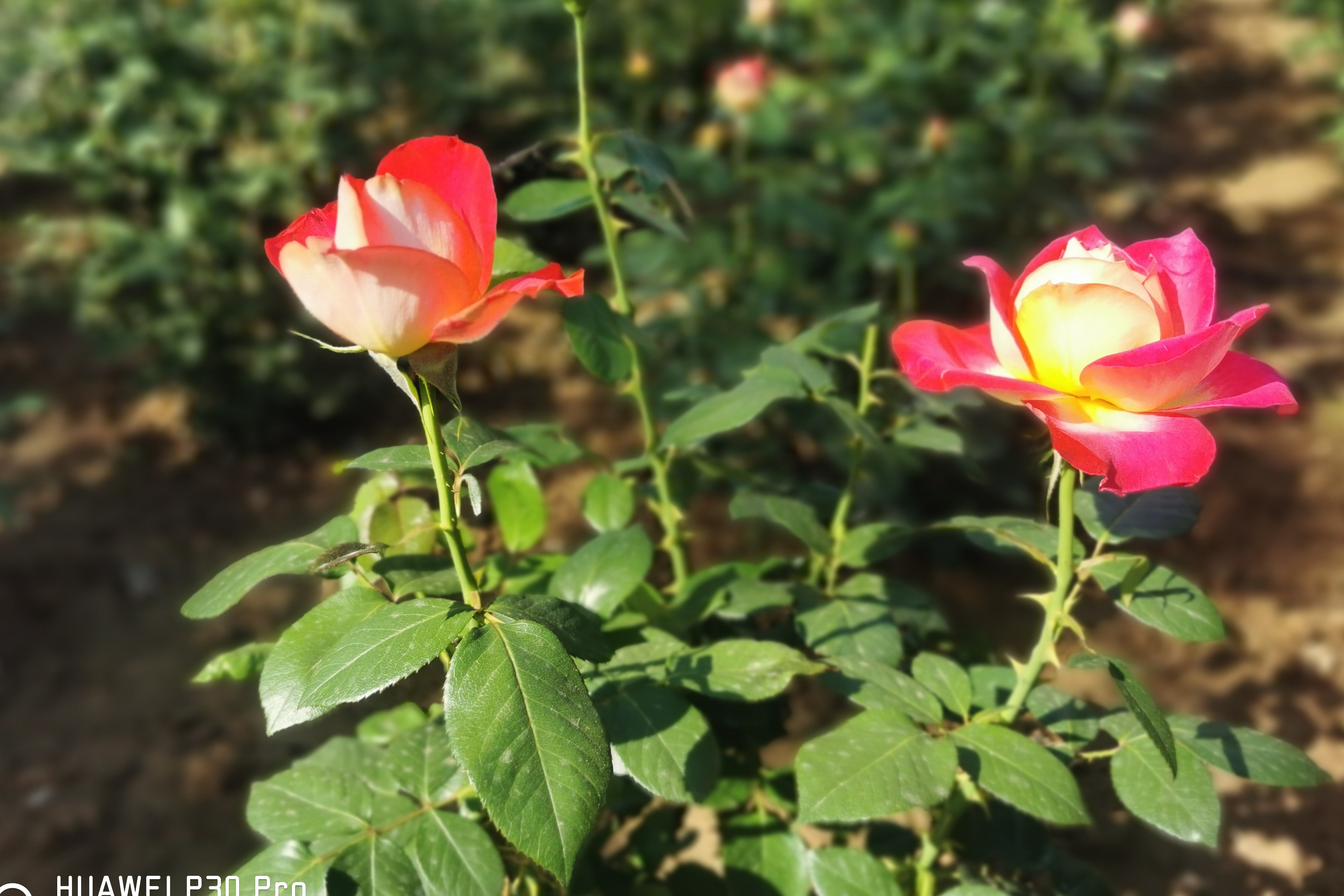 花季v3.03在线下载花季V3.173在线下载