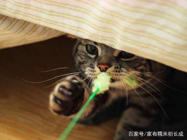 阿朱逗猫图片高清阿朱逗猫的故事