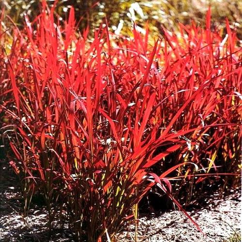 日本珍稀植物秦氏草记-第1张图片