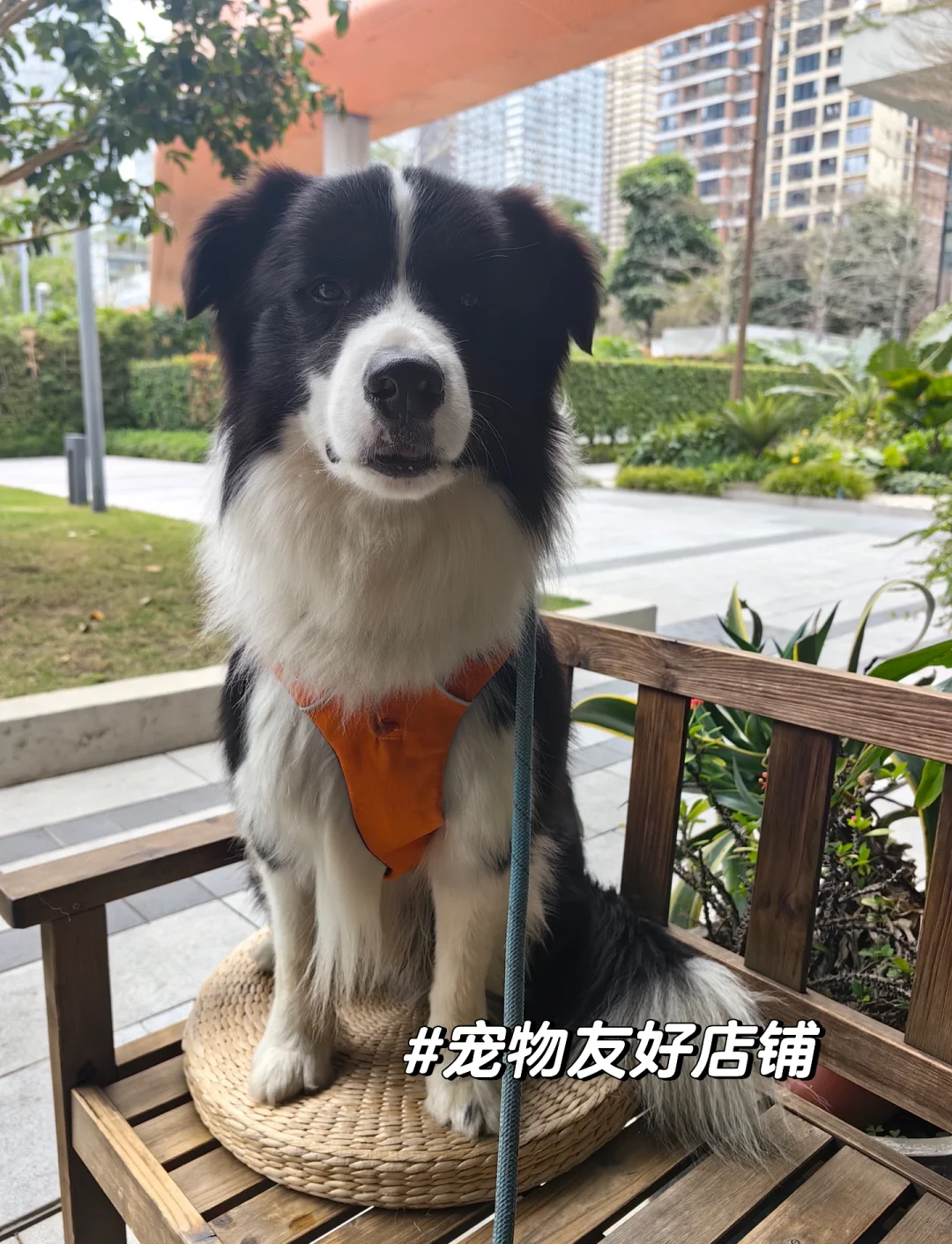 376969狗跑论坛376969狗跑论坛，探索狗狗世界的奇妙之旅-第2张图片