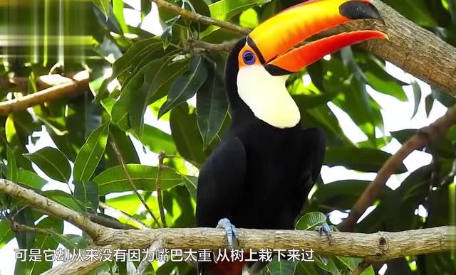 太过大嘴巴-第3张图片
