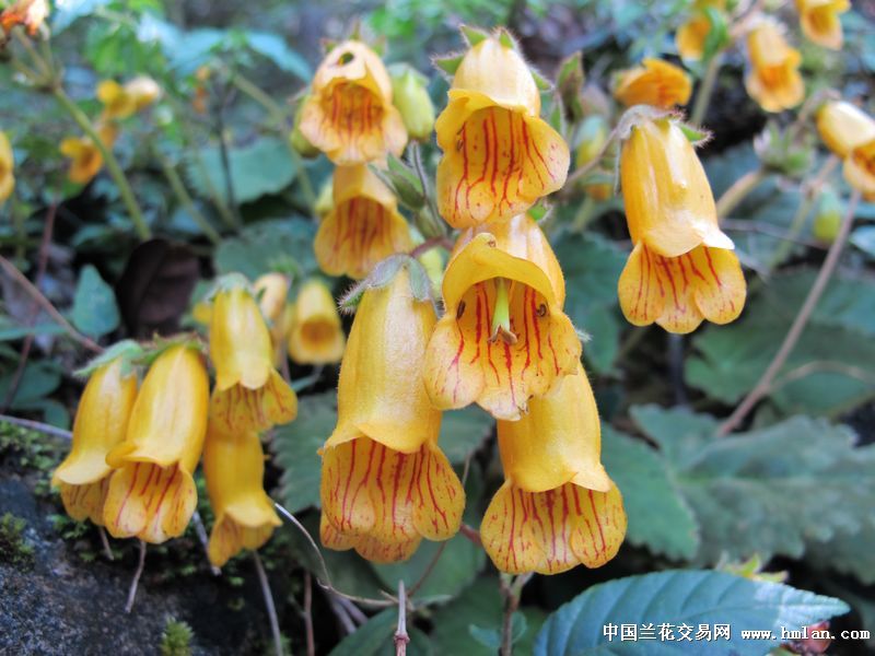 野花社区视频最新在线观看-第1张图片